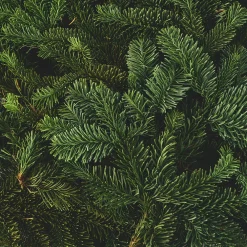 Granris från Nobilis